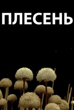 Плесень (2009)