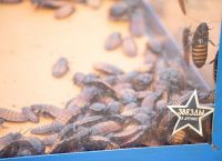 Звезды в Африке (2021)