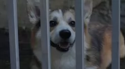 Следопыт (2025)