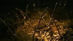 Шелби Оукс. Город-призрак (2024)